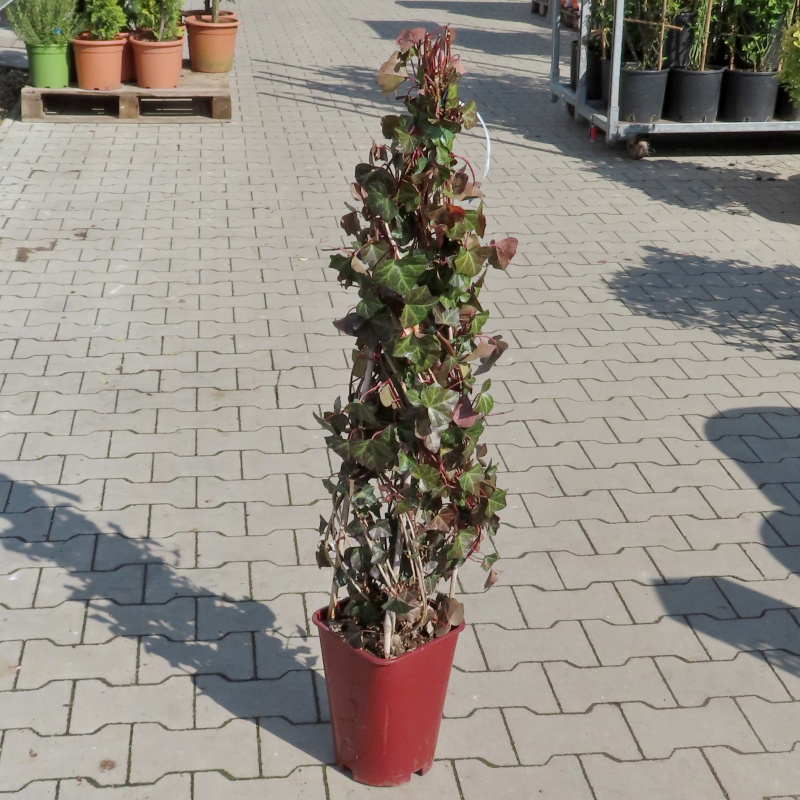 Popínavé rostliny - Břečťan popínavý květináč 6 litrů, kužel, vyvazovaný