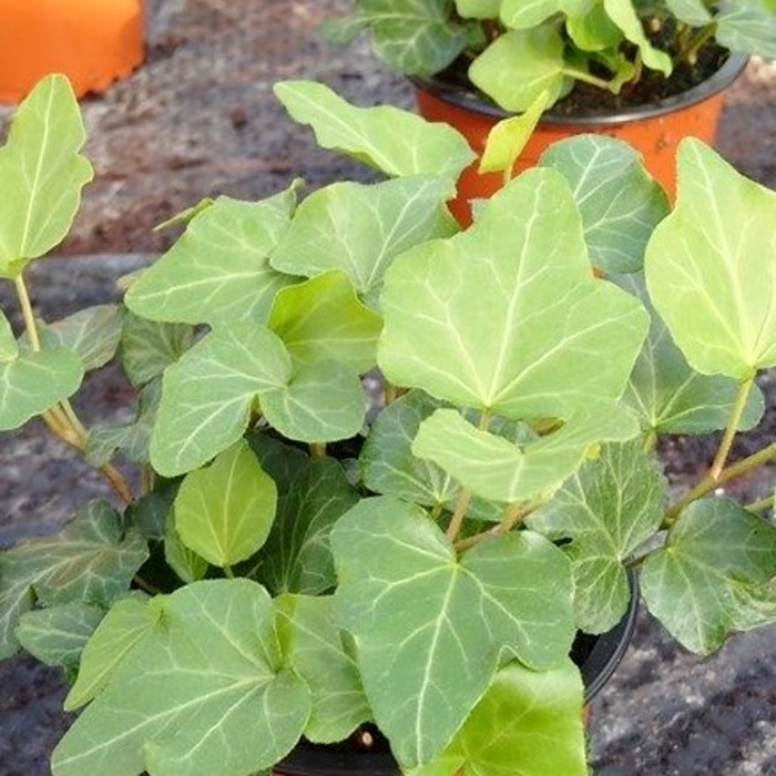 Podzimní rostliny - Břečťan popínavý MIX květináč 11cm, nevyvazovaný