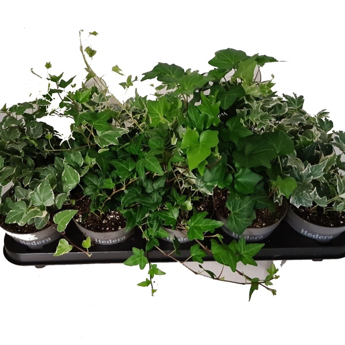 Břečťan popínavý MIX květináč 11cm, nevyvazovaný-0