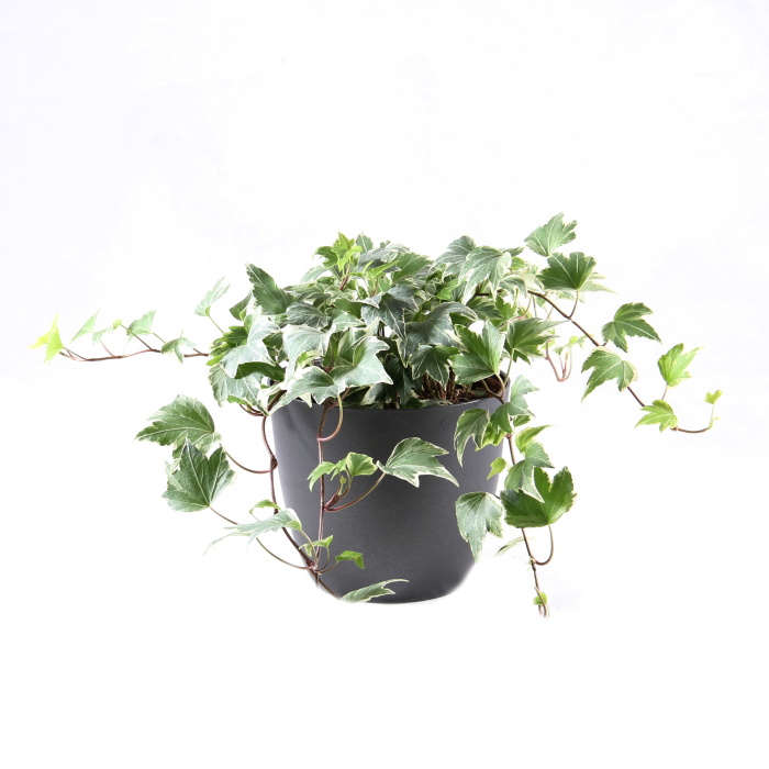 Podzimní rostliny - Břečťan popínavý mix květináč 13cm