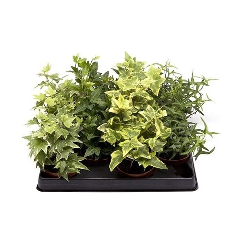 Okrasné pokojové rostliny - Břečťan popínavý Mix květináč 9cm, nevyvazovaný