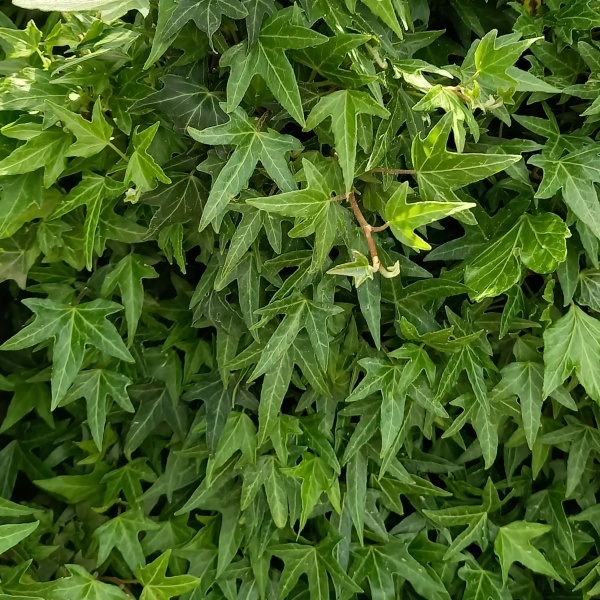 Popínavé rostliny - Břečťan popínavý 'Needle Point' výška 40/60cm, 2 litry