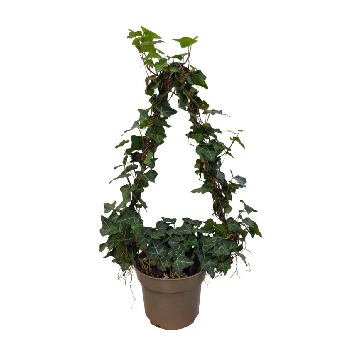Okrasné pokojové rostliny - Břečťan popínavý tvarovaný květináč 12cm