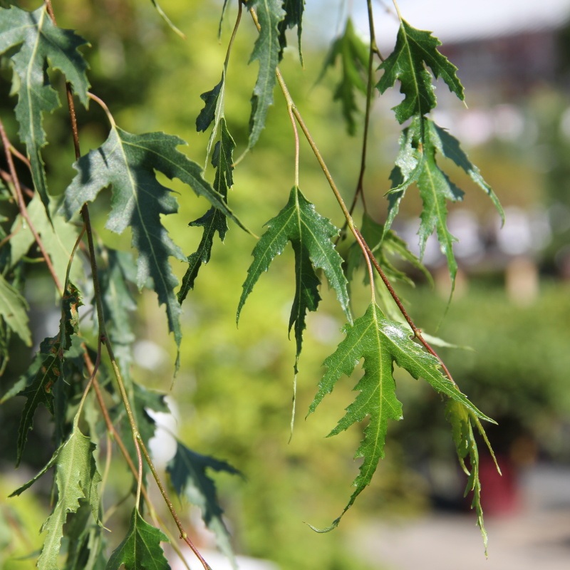 Listnaté stromky a stromy - Bříza bělokorá Gracilis květináč 7  litrů, výška 125/150cm, větve od spodu, strom