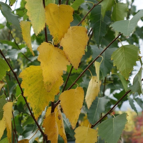 Listnaté stromky a stromy - Bříza bělokorá 'Joes' květináč 20 litrů, výška 200/250cm, větve od spodu, strom