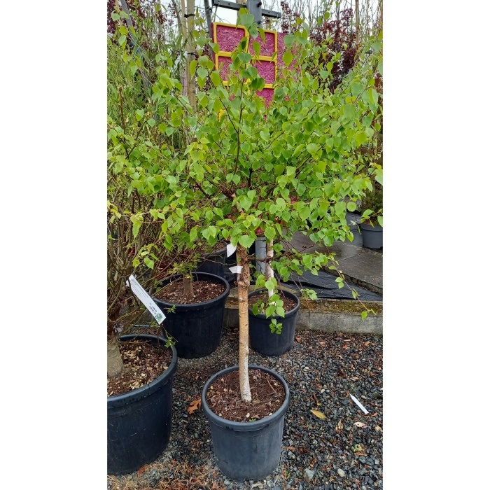 Listnaté stromky a stromy - Bříza bělokorá Magical Globe květináč 18 litrů, polokmen, stromek