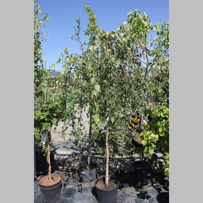 Listnaté stromky a stromy - Bříza bělokorá Youngii květináč 12 litrů, kmínek 120cm, stromek