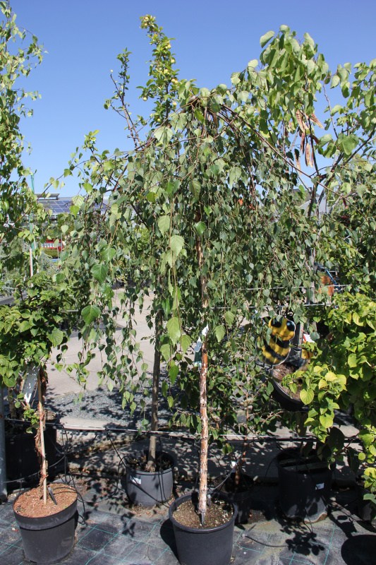 Bříza bělokorá 'Youngii' květináč 20 litrů, kmínek 180cm, strom-0