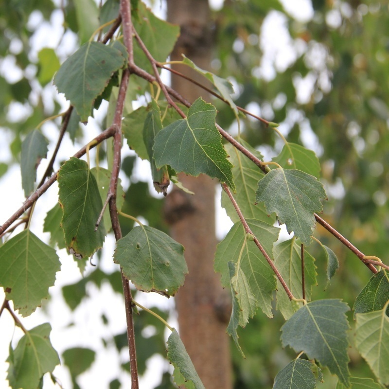 Rostliny - Bříza bělokorá 'Youngii' květináč 30 litrů, obvod kmene 10/12cm, strom
