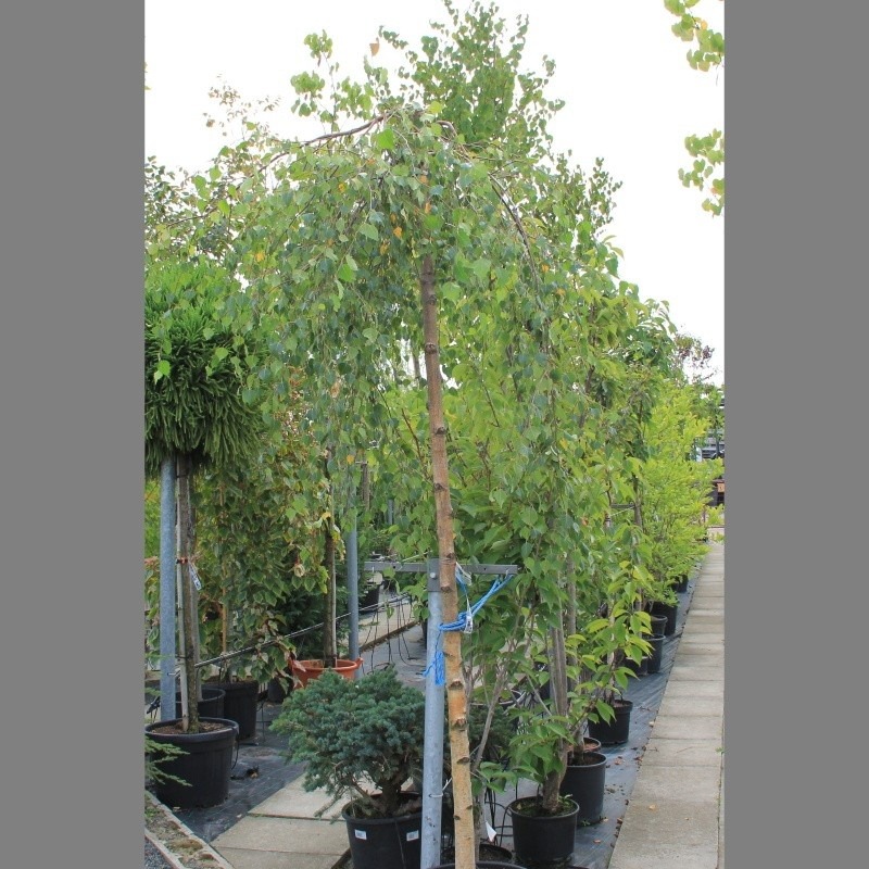 Bříza bělokorá 'Youngii' květináč 30 litrů, obvod kmene 10/12cm, strom-0