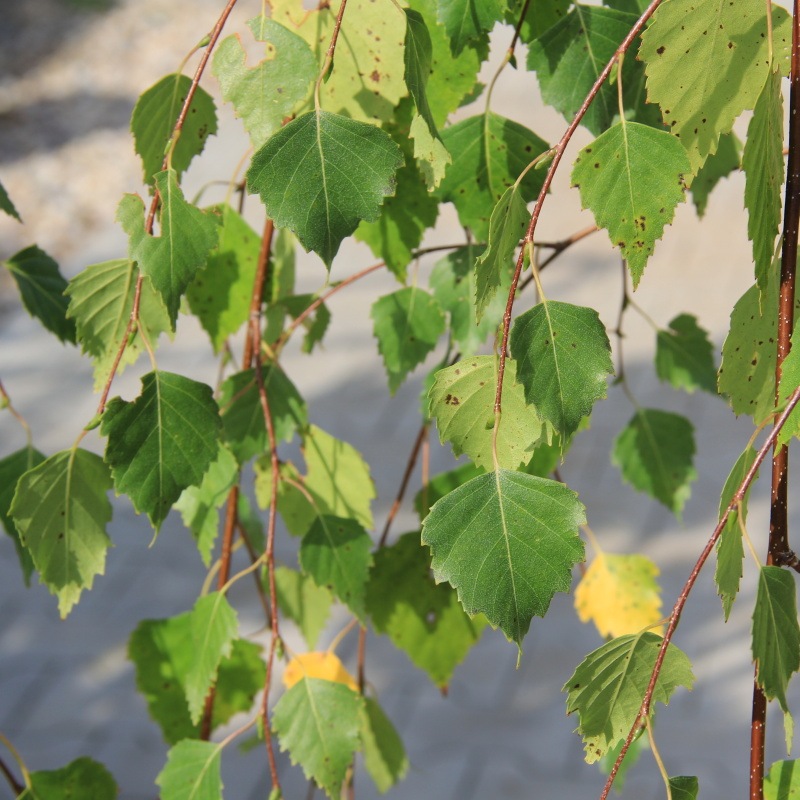 Listnaté stromky a stromy - Bříza bělokorá 'Youngii' květináč 7,5 litru, výška 150/175cm, větve od spodu, strom