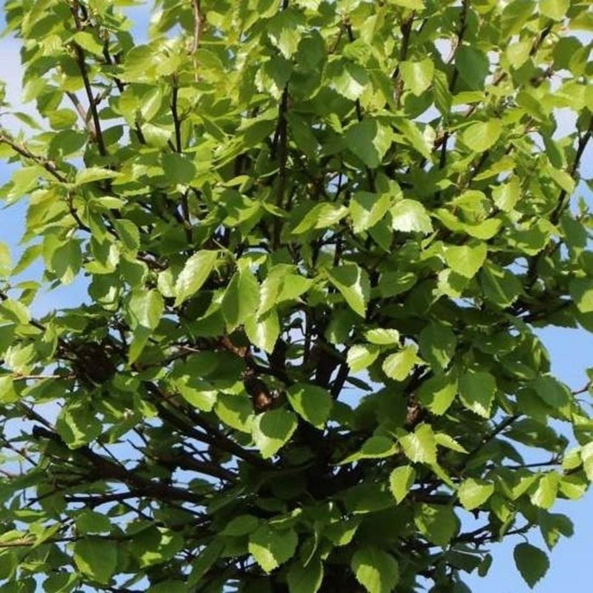 Listnaté stromky a stromy - Bříza bílá Magical Globe kmínek 120cm, květináč 10 litrů