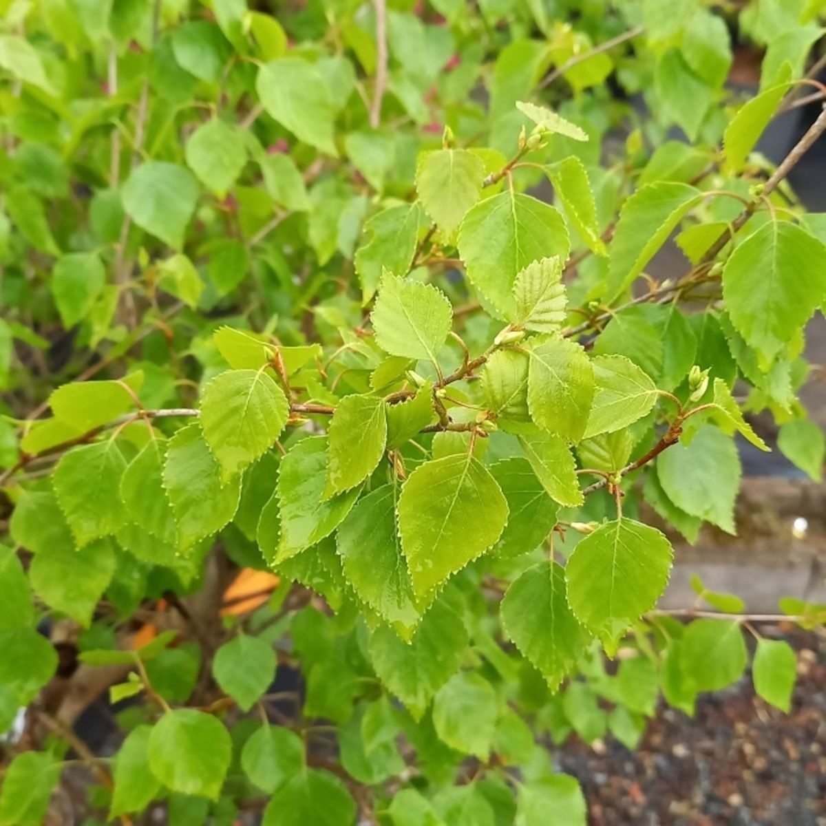 Bříza bílá Magical Globe kmínek 120cm, květináč 10 litrů-0