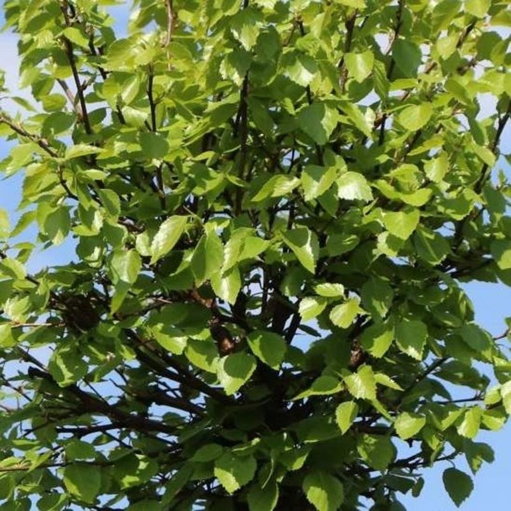 Listnaté stromky a stromy - Bříza bílá Magical Globe kmínek 3/4, obvod 12/14cm, květináč 20 litrů