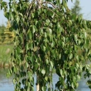 Listnaté stromky a stromy - Bříza himálajská 'Long Trunk' květináč 20 litrů, kmínek 180cm, strom
