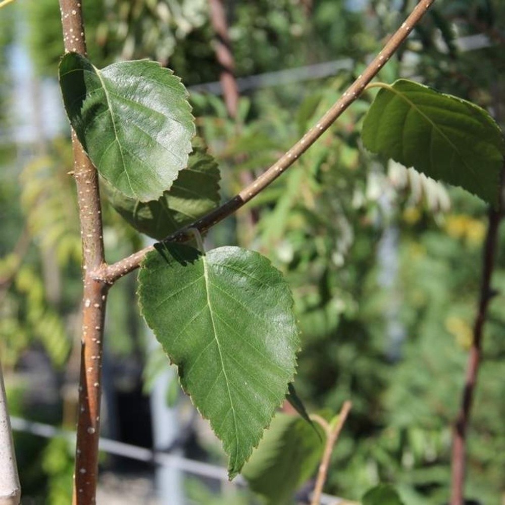Listnaté stromky a stromy - Bříza himalájská výška 150/175cm, květináč 20 litrů