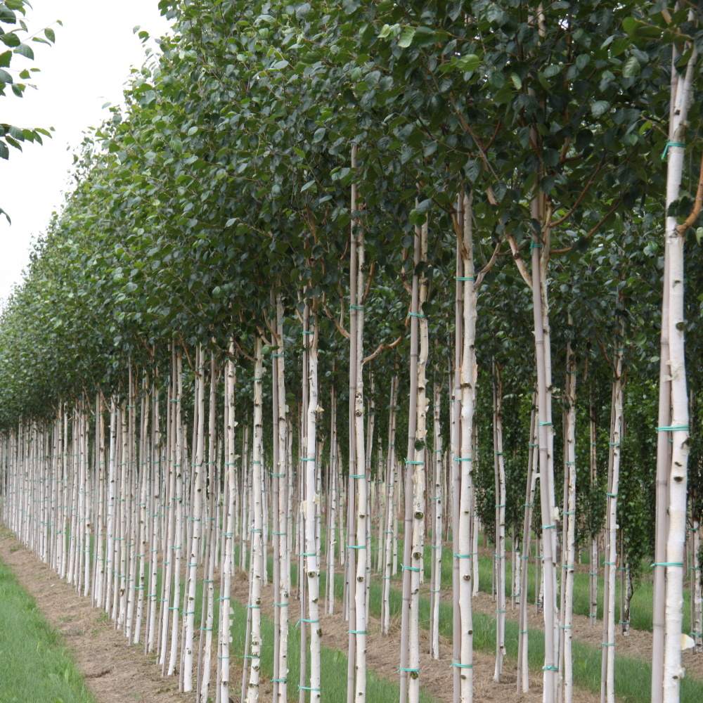 Soliterní stromy - Bříza himalájská výška kmene 225cm, zemní bal