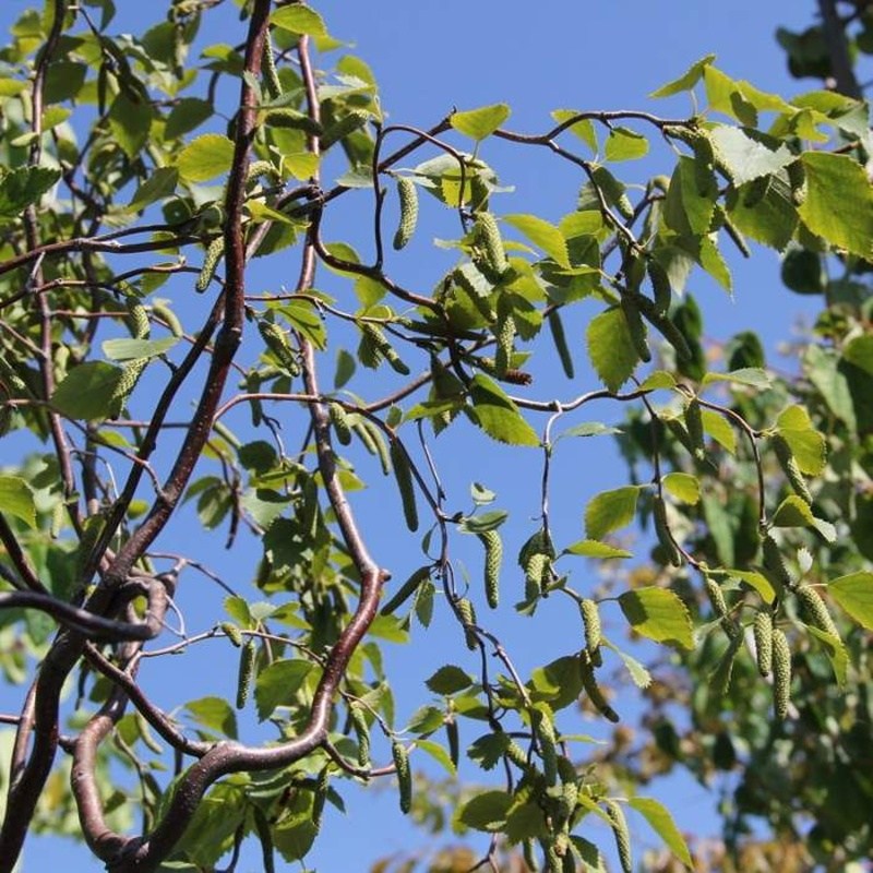 Listnaté stromky a stromy - Bříza převislá Spider Alley výška 200/250cm, květináč 150litrů