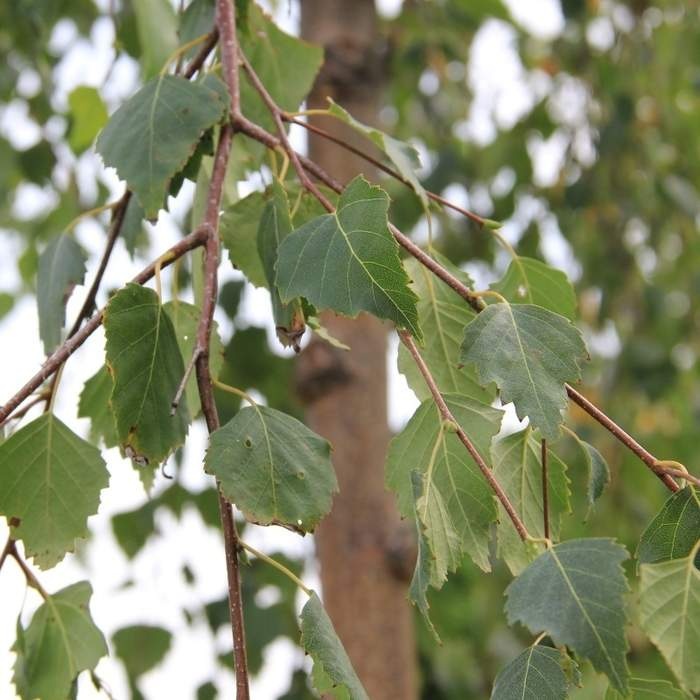 Listnaté stromky a stromy - Bříza převislá Youngii kmínek 1/2, květináč 55 litrů