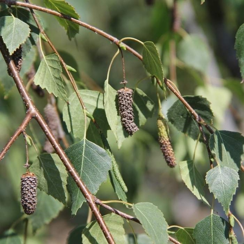 Listnaté stromky a stromy - Bříza převislá Youngii kmínke 1/2, květináč 30 litrů