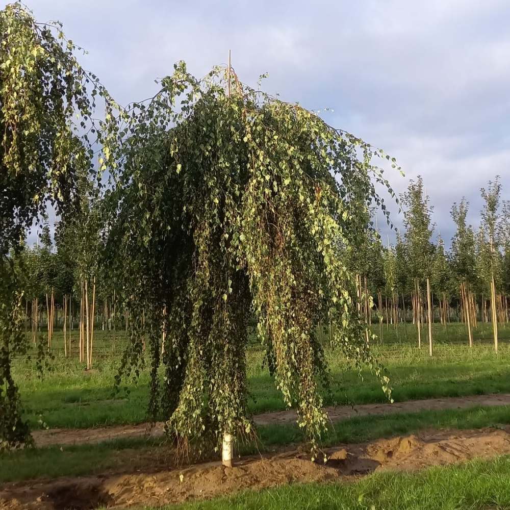 Soliterní stromy - Bříza převislá Youngii výška kmene 225cm, zemní bal