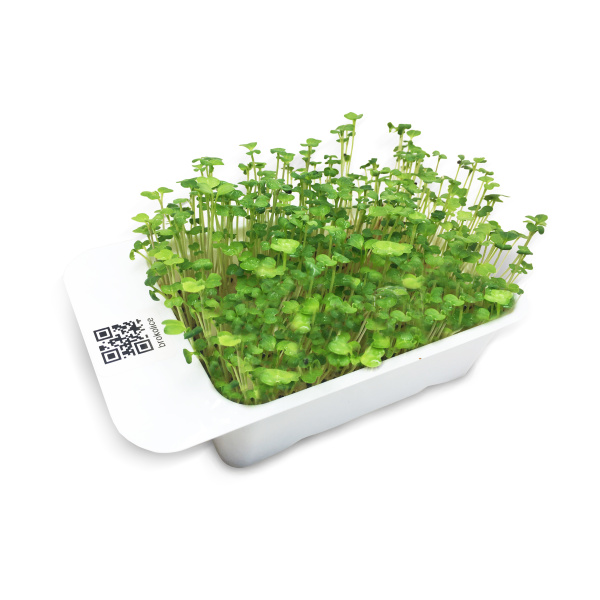 Osivo - Brokolice na klíčky LEAF LEARN 30g