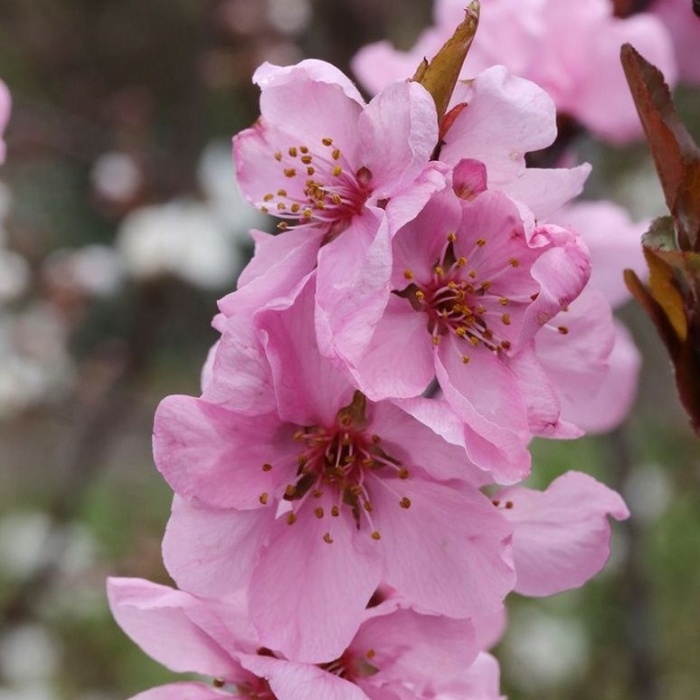 Rostliny - Broskvomandloň 'Spring Glow' výška 100/125cm, květináč 10 litrů