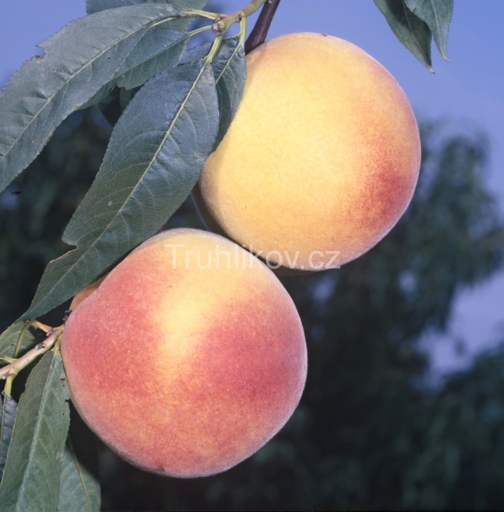 Broskvoně - Broskvoň 'Baby Gold' prostokořenné, zákrsek, SAMOSPRAŠNÁ