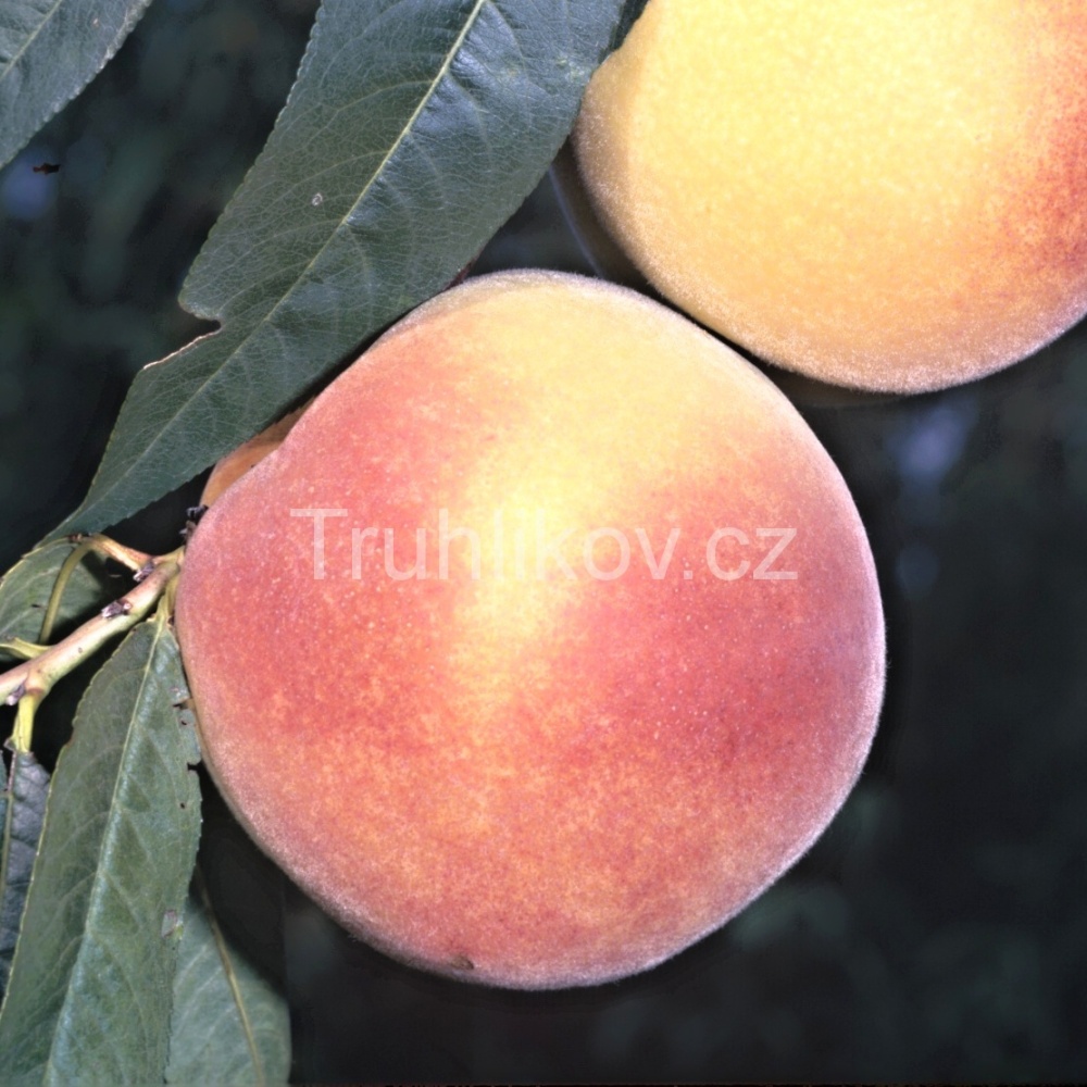 Broskvoň 'Baby Gold' prostokořenné, zákrsek, SAMOSPRAŠNÁ-0