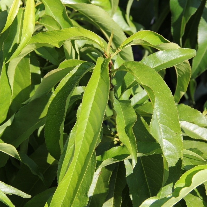 Broskvoně - Broskvoň 'Balkonela' květináč 7,5 litru, zákrsek, SAMOSPRAŠNÁ