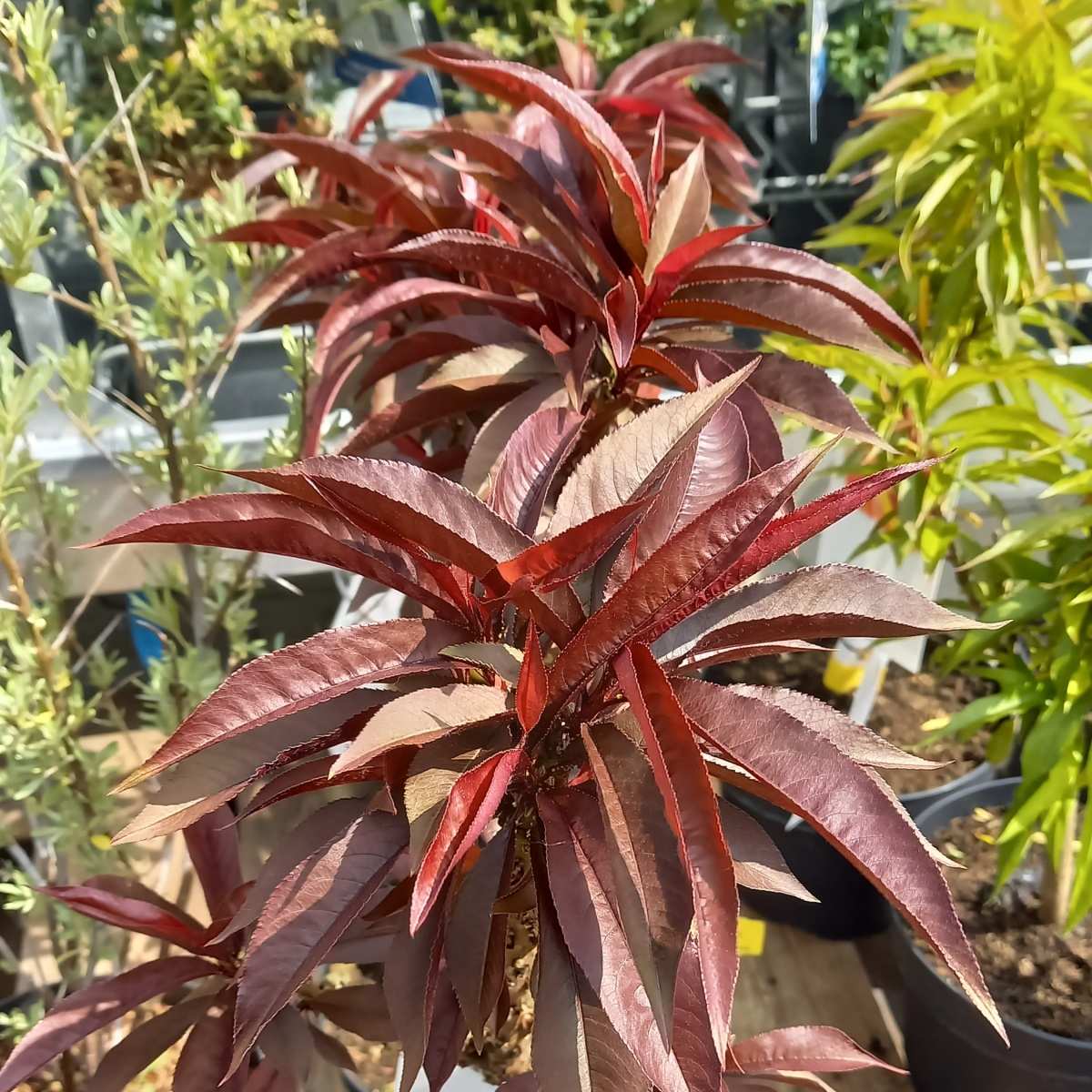 Broskvoň Balkonela Red květináč 7,5 litru, zákrsek, SAMOSPRAŠNÁ-0