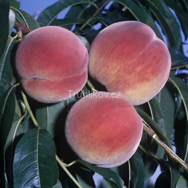 Broskvoně - Broskvoň Cresthaven květináč 7,5 litru, čtvrtkmen, SAMOSPRAŠNÁ