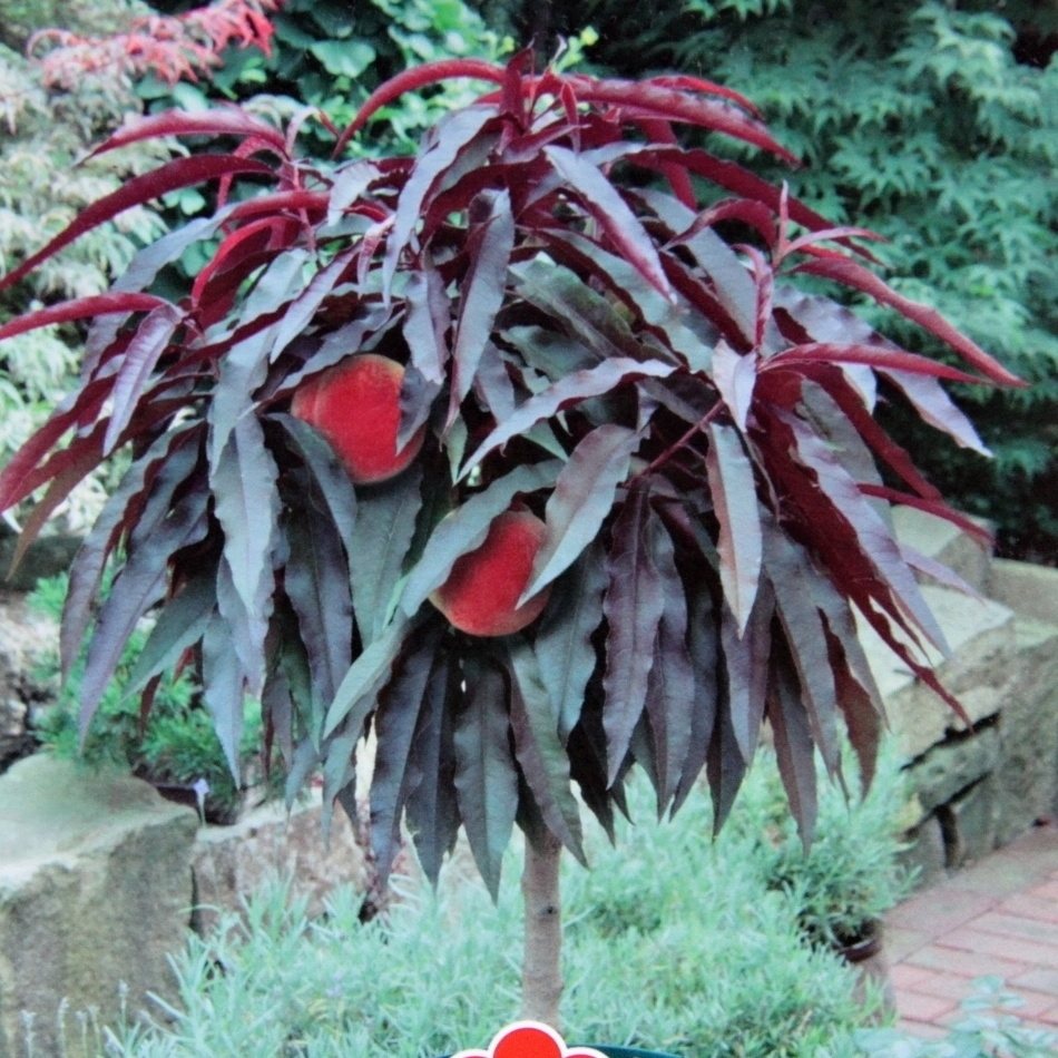 Ovocné stromky do zahrady - Broskvoň Crimson Bonfire kmínek, květináč 9 litrů, SAMOSPRAŠNÁ