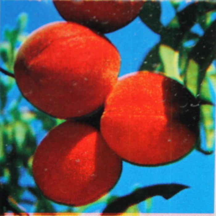 Broskvoně - Broskvoň 'Earliglo' květináč 7,5 litru, raná