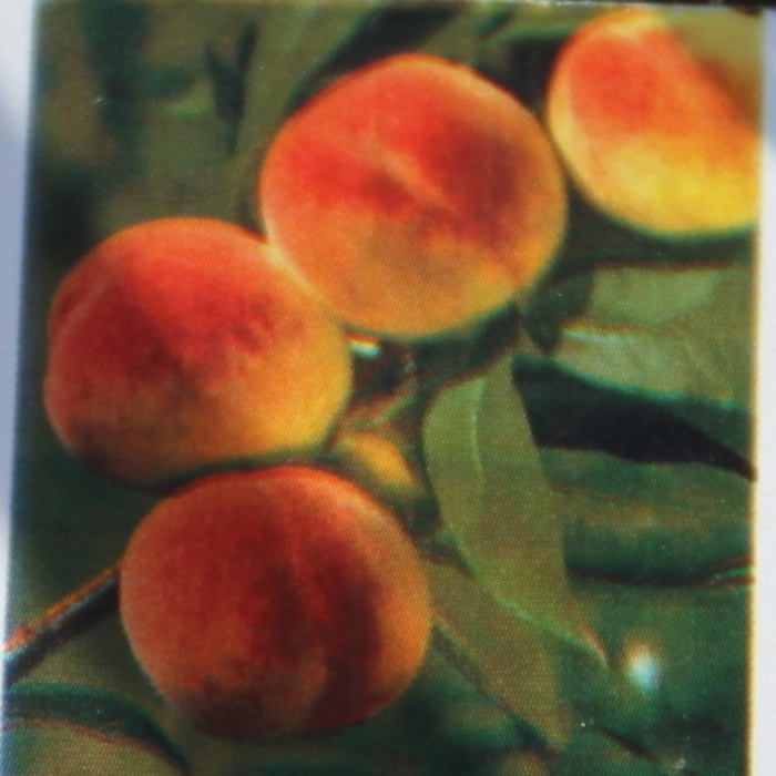 Broskvoně - Broskvoň 'Envoy' květináč 7,5 litru, pozdní