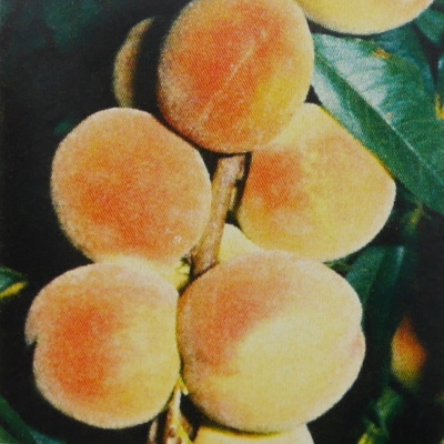 Broskvoně - Broskvoň 'Fairhaven' květináč 7,5 litru, čtvrtkmen, SAMOSPRAŠNÁ