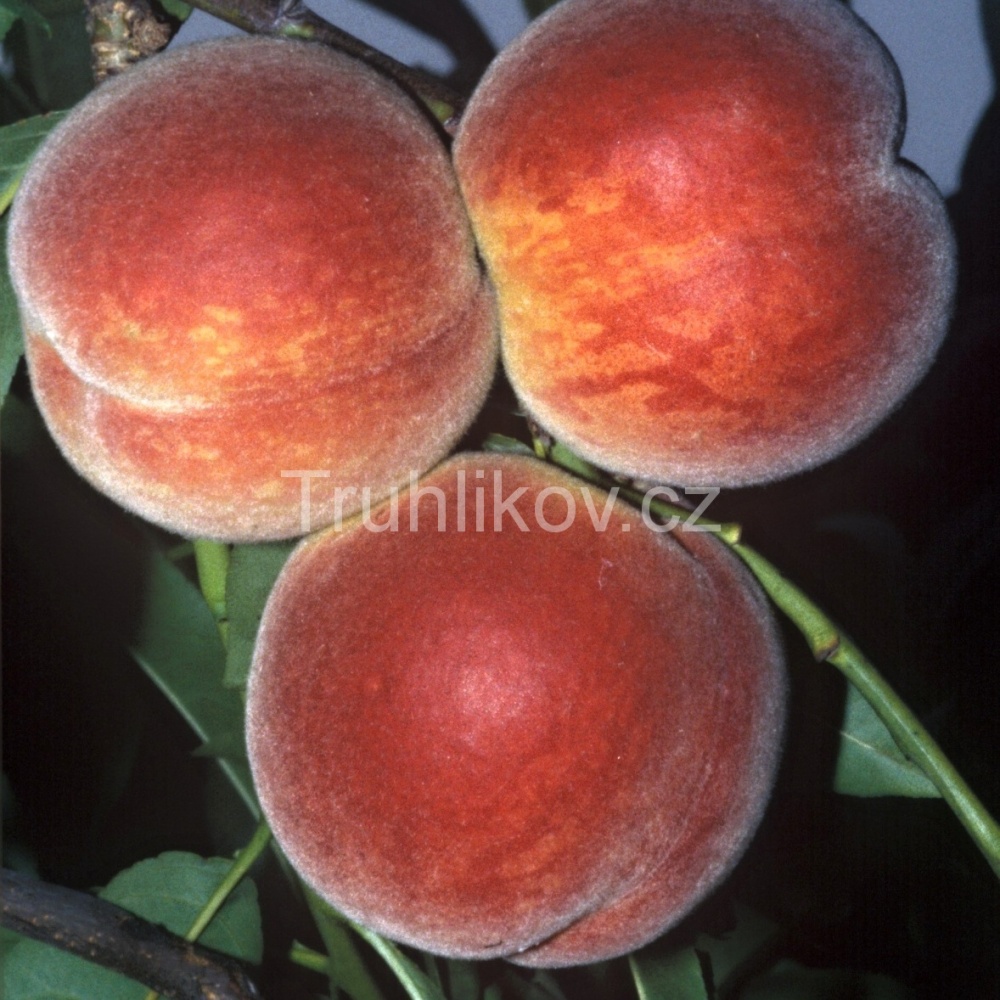 Broskvoně - Broskvoň 'Favorita Moretini' prostokořenné, zákrsek, SAMOSPRAŠNÁ