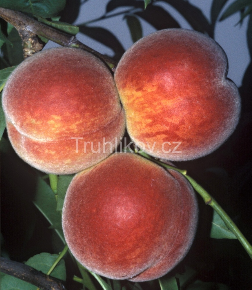 Broskvoň 'Favorita Moretini' prostokořenné, zákrsek, SAMOSPRAŠNÁ-0