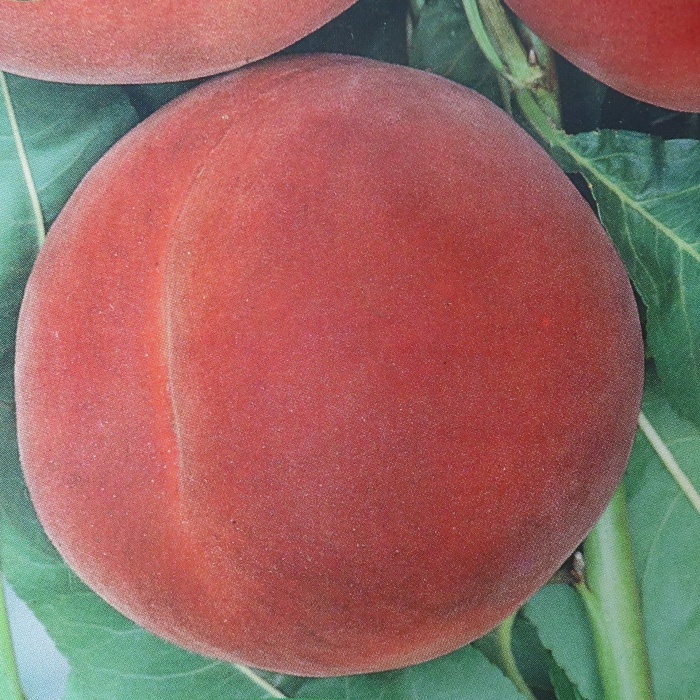 Rostliny - Broskvoň 'Fayette' květináč 9 litrů, polokmen, SAMOSPRAŠNÁ