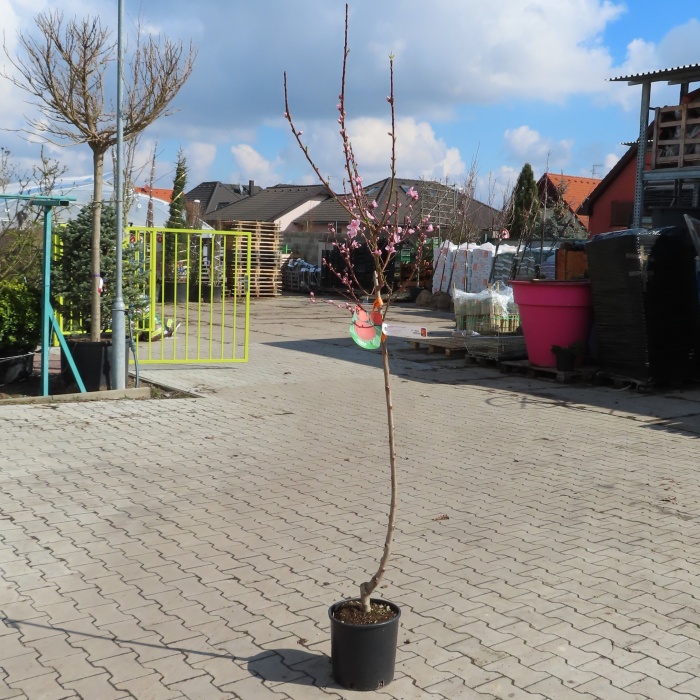 Broskvoň 'Fayette' květináč 9 litrů, polokmen, SAMOSPRAŠNÁ-0