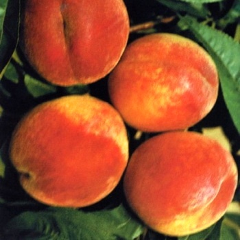 Rostliny - Broskvoň 'Flamingo' květináč 7,5 litru, čtvrtkmen, SAMOSPRAŠNÁ