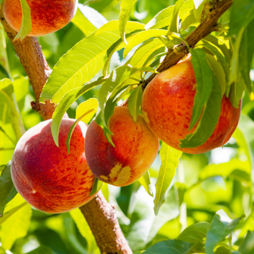 Rostliny - Broskvoň 'Harbrite' 7,5 litru, čtvrtkmen