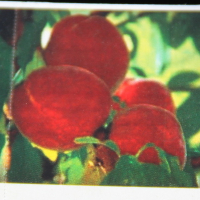 Broskvoně - Broskvoň Harnas květináč 7,5 litru, středně raná