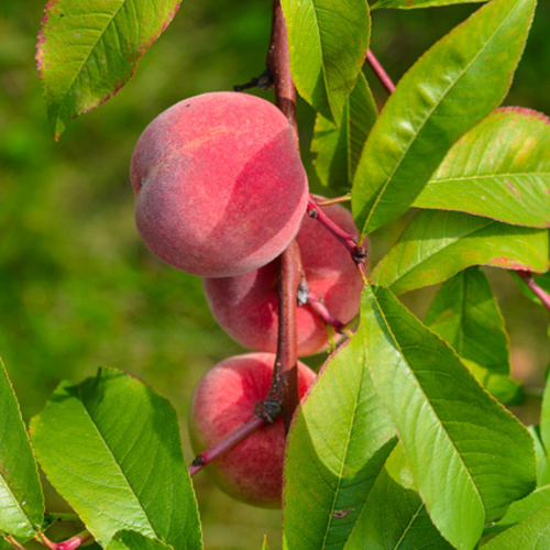 Rostliny - Broskvoň 'Inka' 7,5 litru, čtvrtkmen