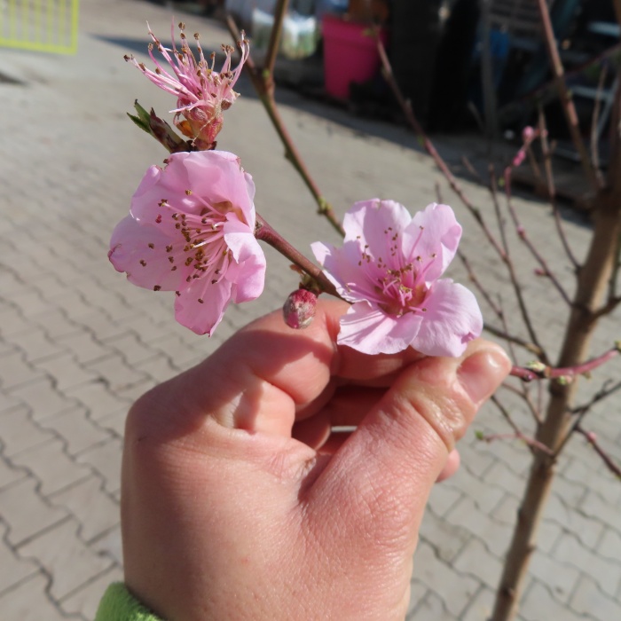 Broskvoně - Broskvoň květináč 10 litrů, polokmen, SAMOSPRAŠNÁ