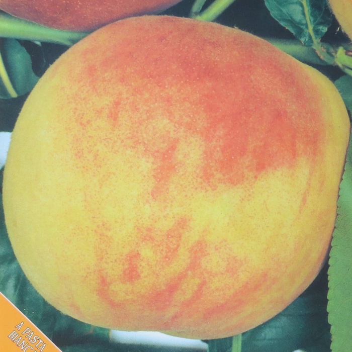 Broskvoň květináč 10 litrů, polokmen, SAMOSPRAŠNÁ-0