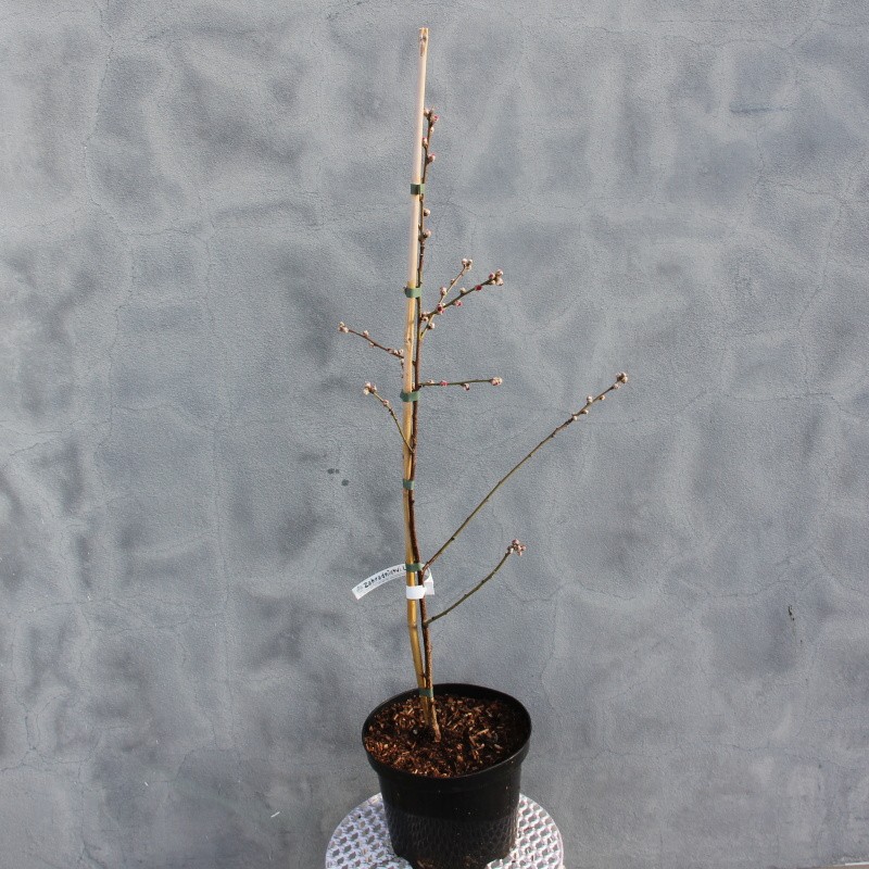 Broskvoň 'Melred' květináč 4 litry, zákrsek, SAMOSPRAŠNÁ-0