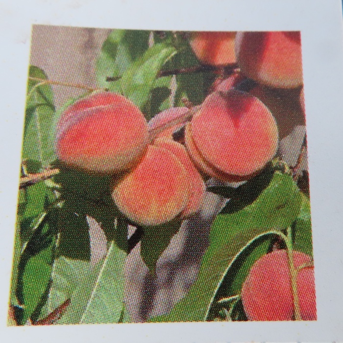 Broskvoně - Broskvoň 'Michelini' květináč 10 litrů, polokmen, SAMOSPRAŠNÁ