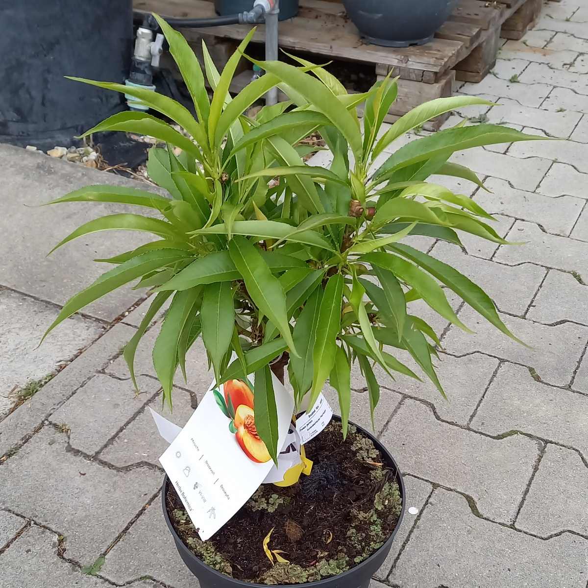 Broskvoň Mini zakrslá květináč 7,5 litru-0