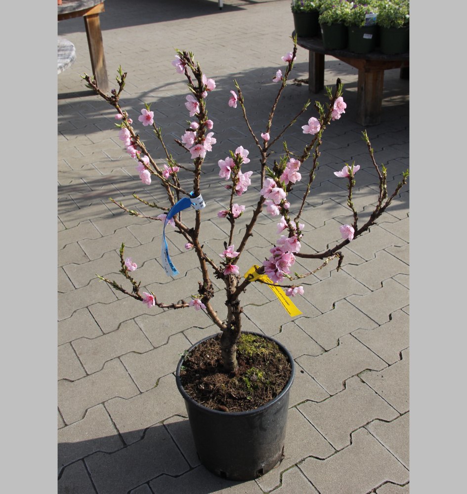 Rostliny - Broskvoň Nana Diamond květináč 10 litrů, malý kmínek, SAMOSPRAŠNÁ